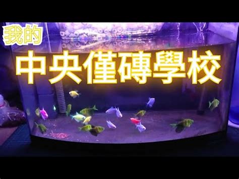 金磚魚好養嗎